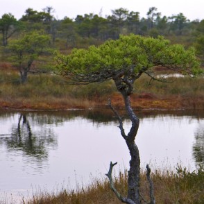 Ķemeru tīreļa ainava Ķemeru tīreļa ainava