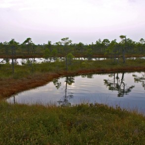 Ķemeru tīreļa ainava Ķemeru tīreļa ainava