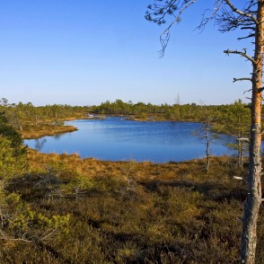 Ķemeru tīreļa ainava Ķemeru tīreļa ainava