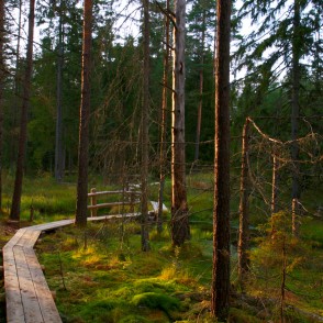 Vasenieku purva taka Stiklu purvos Vasenieku purva taka Stiklu purvos