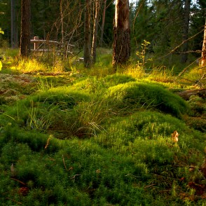 Sūnas Vasenieku purvā Sūnas Vasenieku purvā