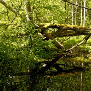 Tērvetes dabas parkā Tērvetes dabas parkā