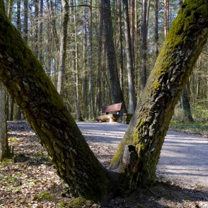 Pa ceļam uz Rūķīšu mežu Pa ceļam uz Rūķīšu mežu