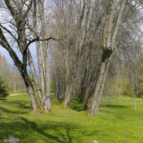Aleja Spāres muižas parkā Aleja Spāres muižas parkā