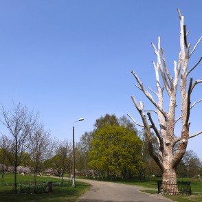 Dižgoba Uzvaras parkā Rīgā Dižgoba Uzvaras parkā Rīgā