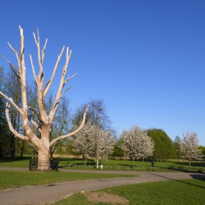 Dižgoba un ziedošas sakuras Uzvaras parkā Dižgoba un ziedošas sakuras Uzvaras parkā