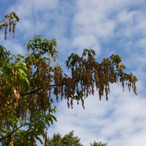 Zelta lietus (Laburnum) Zelta lietus (Laburnum)