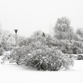 Apsarmojuši koki Ventspilī Apsarmojuši koki Ventspilī