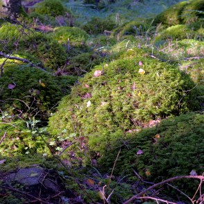 Ar sūnām apauguši akmeņi Ar sūnām apauguši akmeņi