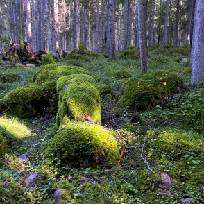 Ar sūnām apauguši akmeņi (Kaltenes Kalvas) Ar sūnām apauguši akmeņi (Kaltenes Kalvas)