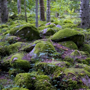 Kaltenes Kalvas Kaltenes Kalvas