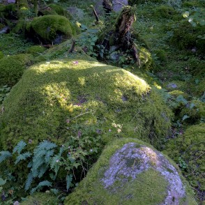 Ar sūnām apauguši akmeņi Ar sūnām apauguši akmeņi