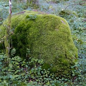 Ar sūnām apaudzis akmens (Kaltenes Kalvas) Ar sūnām apaudzis akmens (Kaltenes Kalvas)
