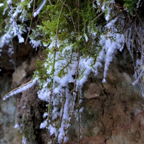 Sarma uz sūnām, Mazrendas atsegumi Sarma uz sūnām, Mazrendas atsegumi