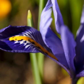 Brown Iris - Iris (plant) - redzet.eu