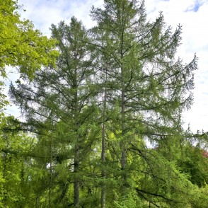 Slender larch trees in the manor park of Doles sala nature park Slender larch trees in the manor park of Doles sala nature park