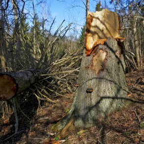 Vēja nogāzta egle Vēja nogāzta egle