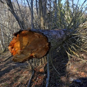 Vēja nogāzta egle Vēja nogāzta egle