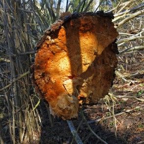 Vēja nogāzta egle Vēja nogāzta egle