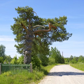 Kalnabrantu Vilkaču priede Kalnabrantu Vilkaču priede