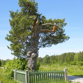 Kalnabrantu Vilkaču priede Kalnabrantu Vilkaču priede