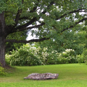 Collection of Hydrangeaceae in the National Botanic Garden Collection of Hydrangeaceae in the National Botanic Garden