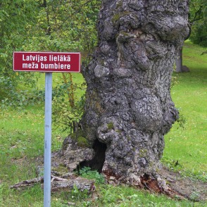 Trunk of European Wild Pear Trunk of European Wild Pear