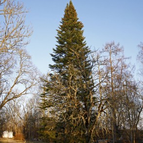 Norway spruce Norway spruce