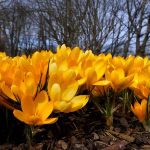 Dzeltenie krokusi Uzvaras parkā Dzeltenie krokusi Uzvaras parkā