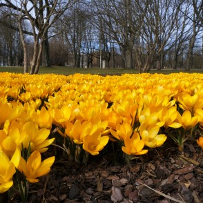 Dzeltenie krokusi Uzvaras parkā Dzeltenie krokusi Uzvaras parkā