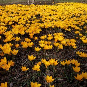 Dzelteno krokusu dobe Uzvaras parkā Dzelteno krokusu dobe Uzvaras parkā
