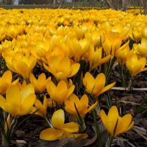 Dzeltenie krokusi Uzvaras parkā Dzeltenie krokusi Uzvaras parkā