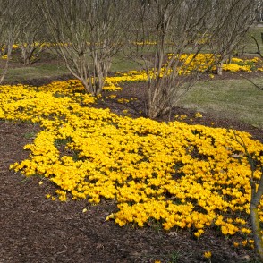 Dzelteno krokusu upe Uzvaras parkā Dzelteno krokusu upe Uzvaras parkā