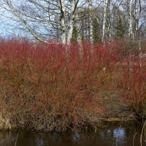 Baltais grimonis Uzvaras parkā Baltais grimonis Uzvaras parkā