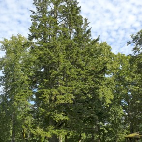 Īvandes muižas baltegle Īvandes muižas baltegle