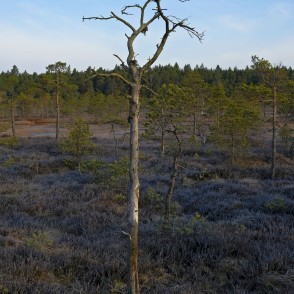 Nokaltusi priede Ķemeru tīrelī Nokaltusi priede Ķemeru tīrelī