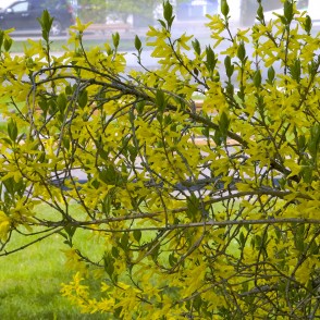 Ziedoša forsītija Ventspils Jaunpilsētas laukumā Ziedoša forsītija Ventspils Jaunpilsētas laukumā