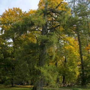 Vilzēnu lapegle Vilzēnu lapegle