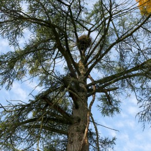 Vilzēnu lapegle Vilzēnu lapegle