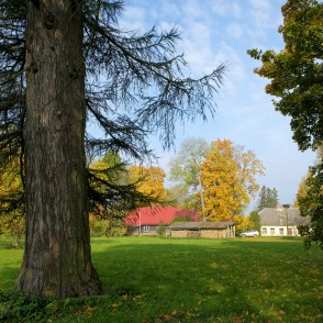 Vilzēnu lapegles stumbrs Vilzēnu lapegles stumbrs