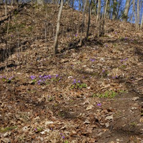 Zilās vizbulītes Vilces gravā Zilās vizbulītes Vilces gravā