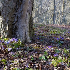 Barona takā pavasaris Barona takā pavasaris