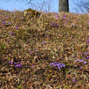 Zilās vizbulītes Vilces pilskalnā Zilās vizbulītes Vilces pilskalnā