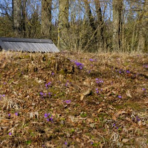 Zilās vizbulītes Vilces pilskalnā Zilās vizbulītes Vilces pilskalnā