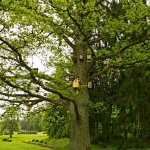Ozols pie "Sprīdīšu" muzeja, Tērvetē Ozols pie "Sprīdīšu" muzeja, Tērvetē