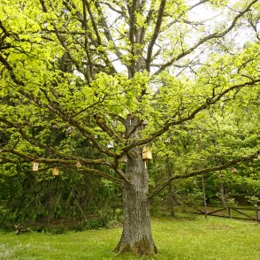 Ozols pie "Sprīdīšu" muzeja, Tērvetē Ozols pie "Sprīdīšu" muzeja, Tērvetē