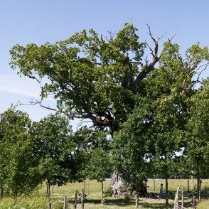 Rīgzemju ozols Rīgzemju ozols