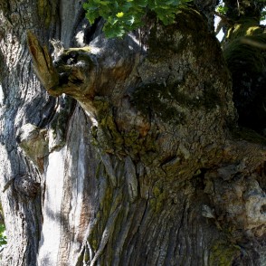 Rīgzemju ozola stumbrs Rīgzemju ozola stumbrs