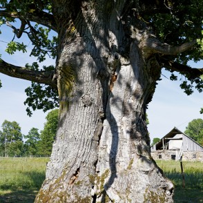 Rīgzemju ozola stumbrs Rīgzemju ozola stumbrs