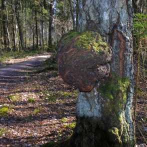 Māzers uz bērza stumbra Māzers uz bērza stumbra